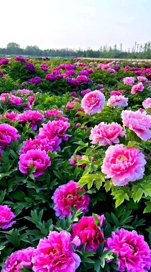 牡丹花的形状像什么？如何辨别牡丹花的品种？
