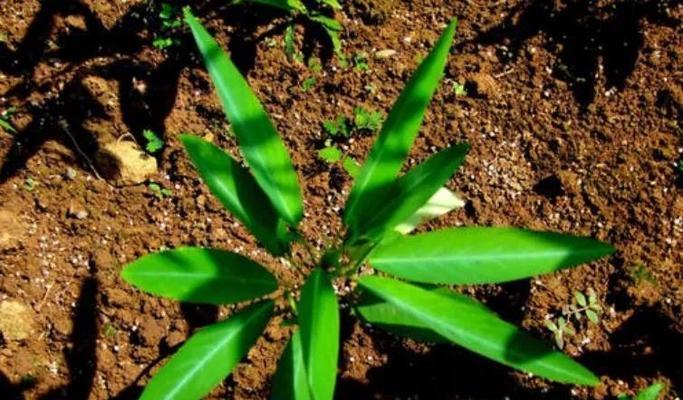 跳舞草种植方法和养护技巧是什么？