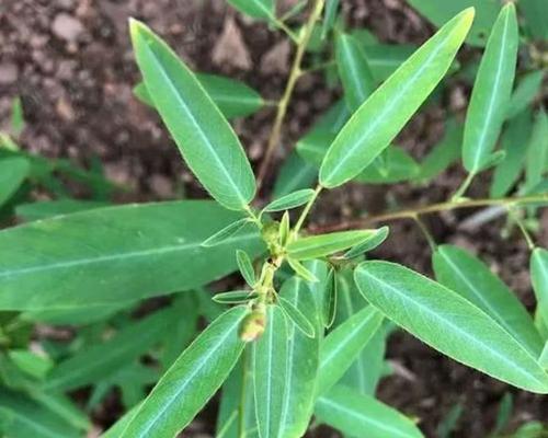 跳舞草种植方法和养护技巧是什么？