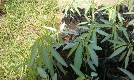 跳舞草种植方法和养护技巧是什么？