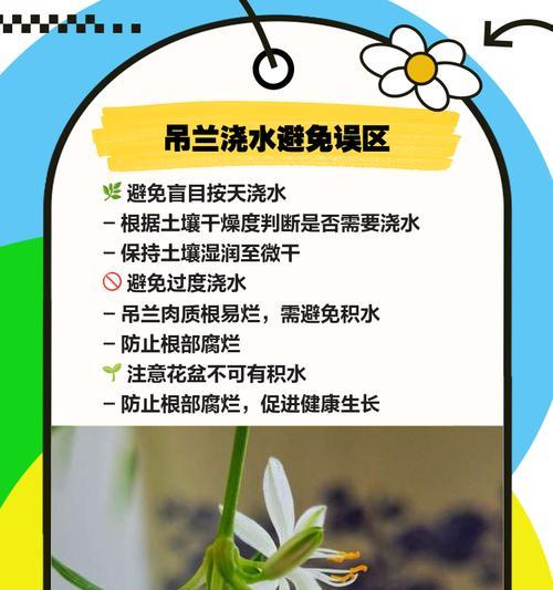 吊兰的土壤养护方法是什么？